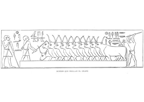 Ancient Egyptian Depiction Of Oxes Coloring Page